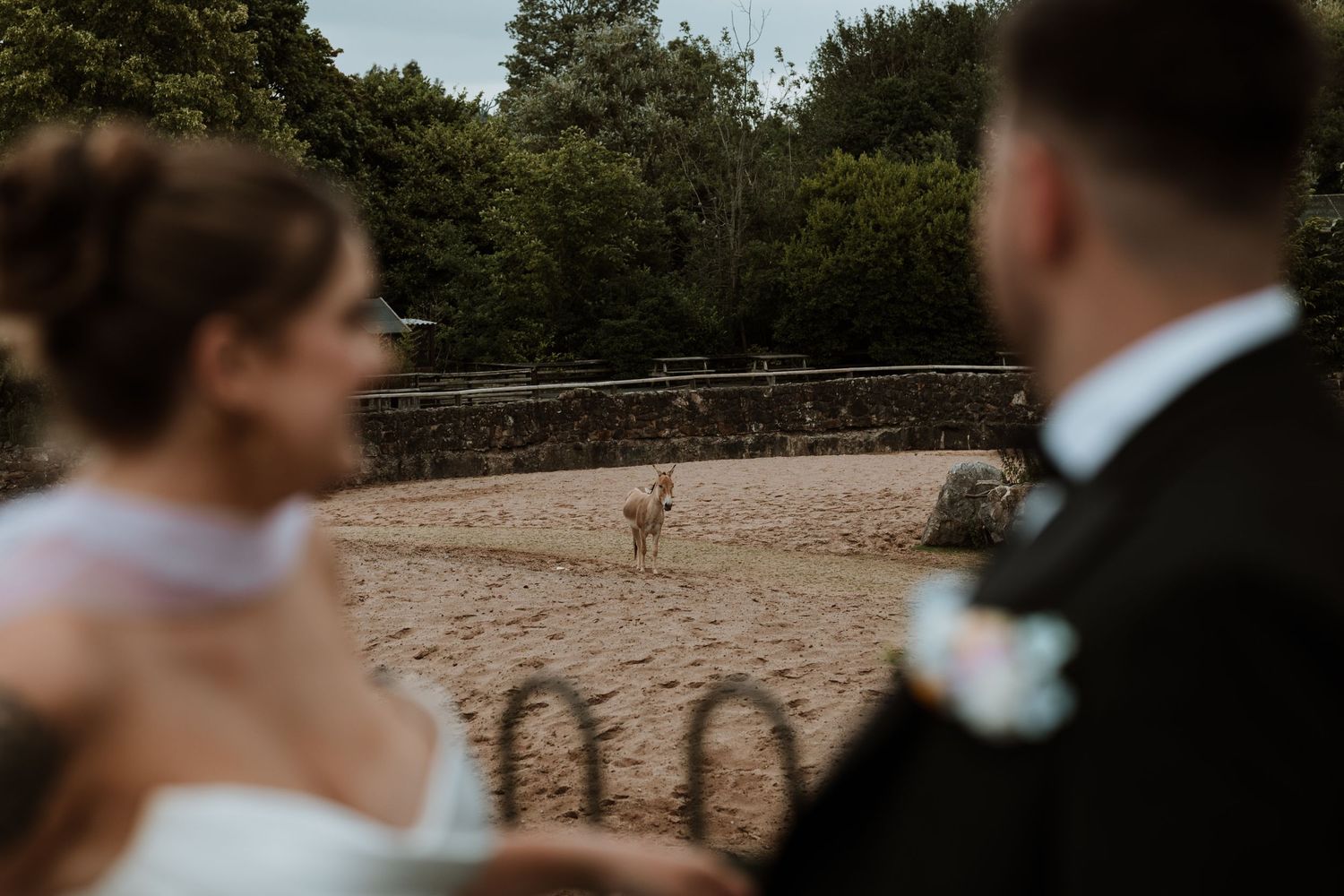 Bride and groom in foreground with a deer standing in a sandy arena surrounded by trees at their wedding venue.