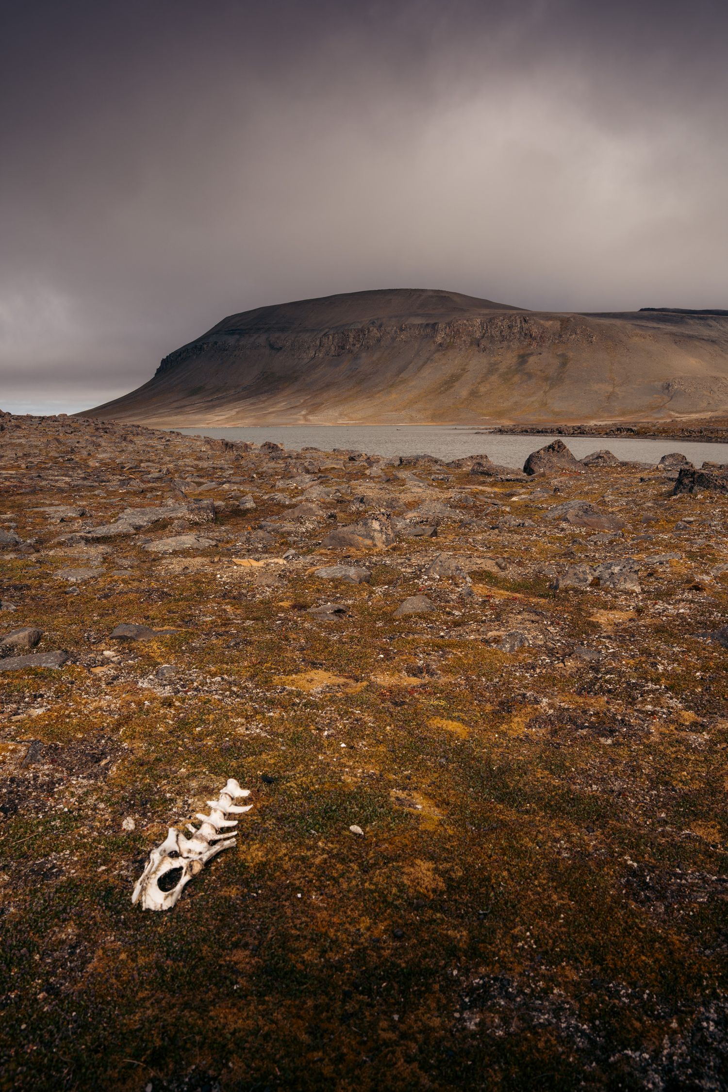 Ossements dispersés dans la toundra de Sundneset face à la montagne, ciel très sombre