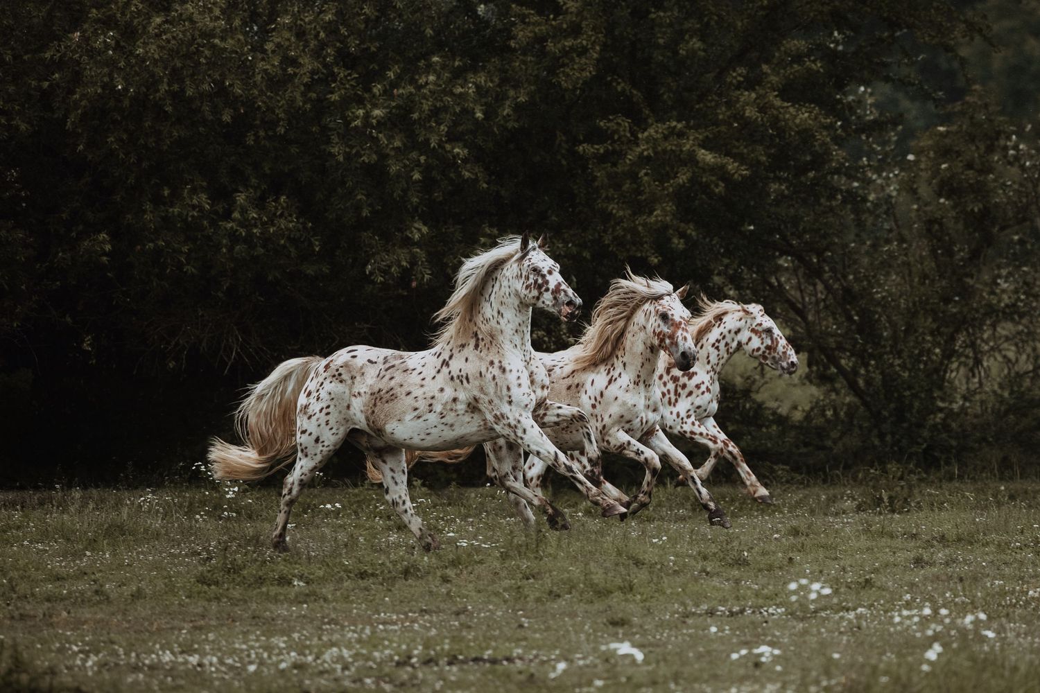 Three Appaloosa horses with spotted coats gallop freely across a green meadow with dark trees in the background.