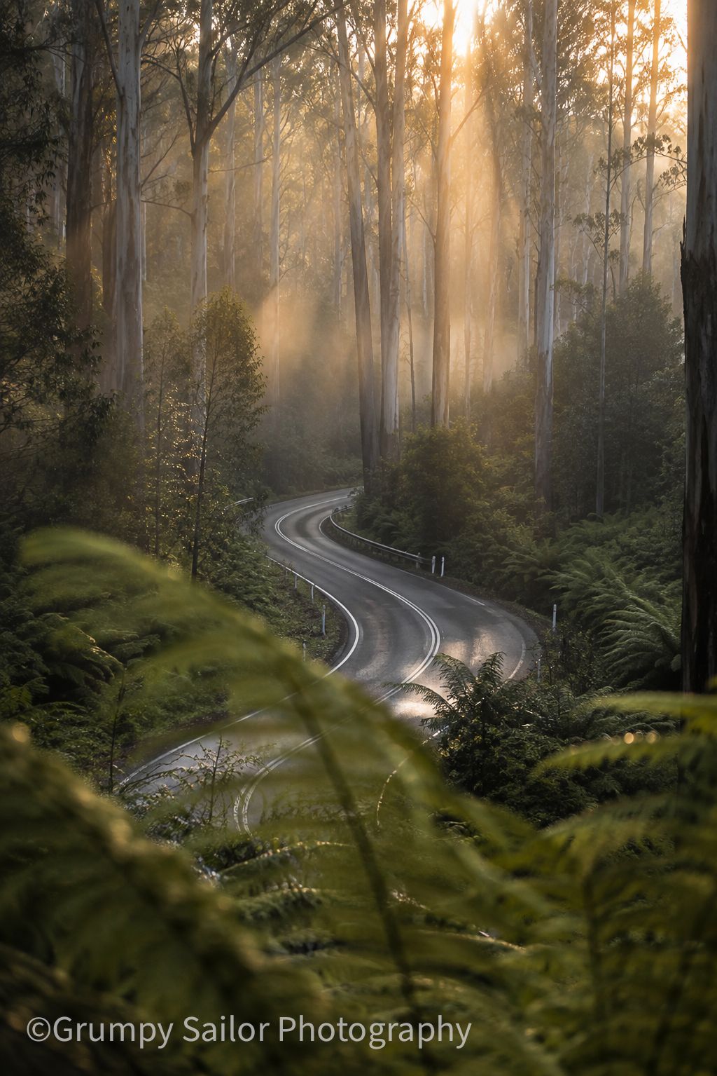A winding road curves through a misty sunlit forest with tall trees and lush ferns.