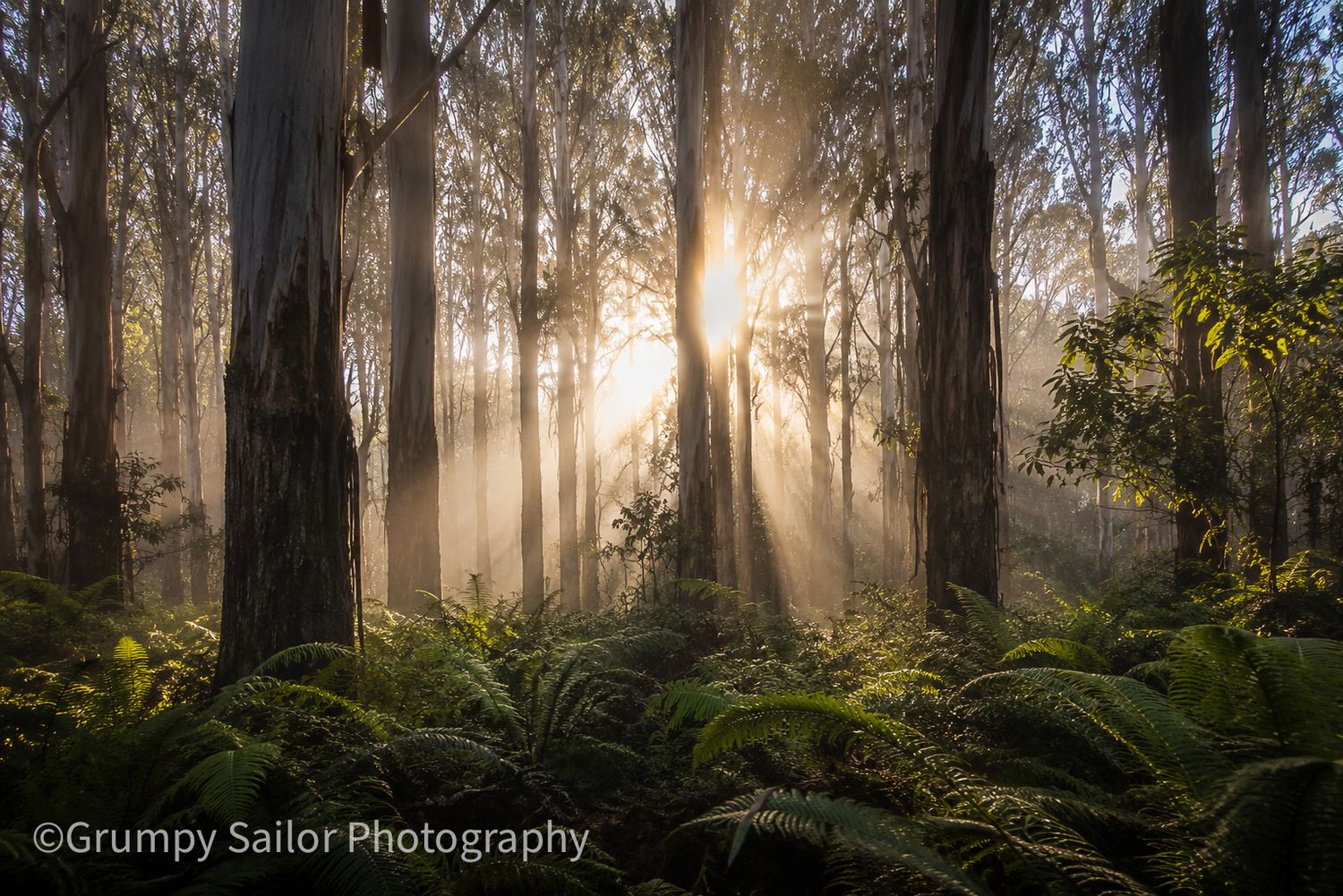 Golden sunlight rays pierce through tall trees and ferns in a misty Australian forest.