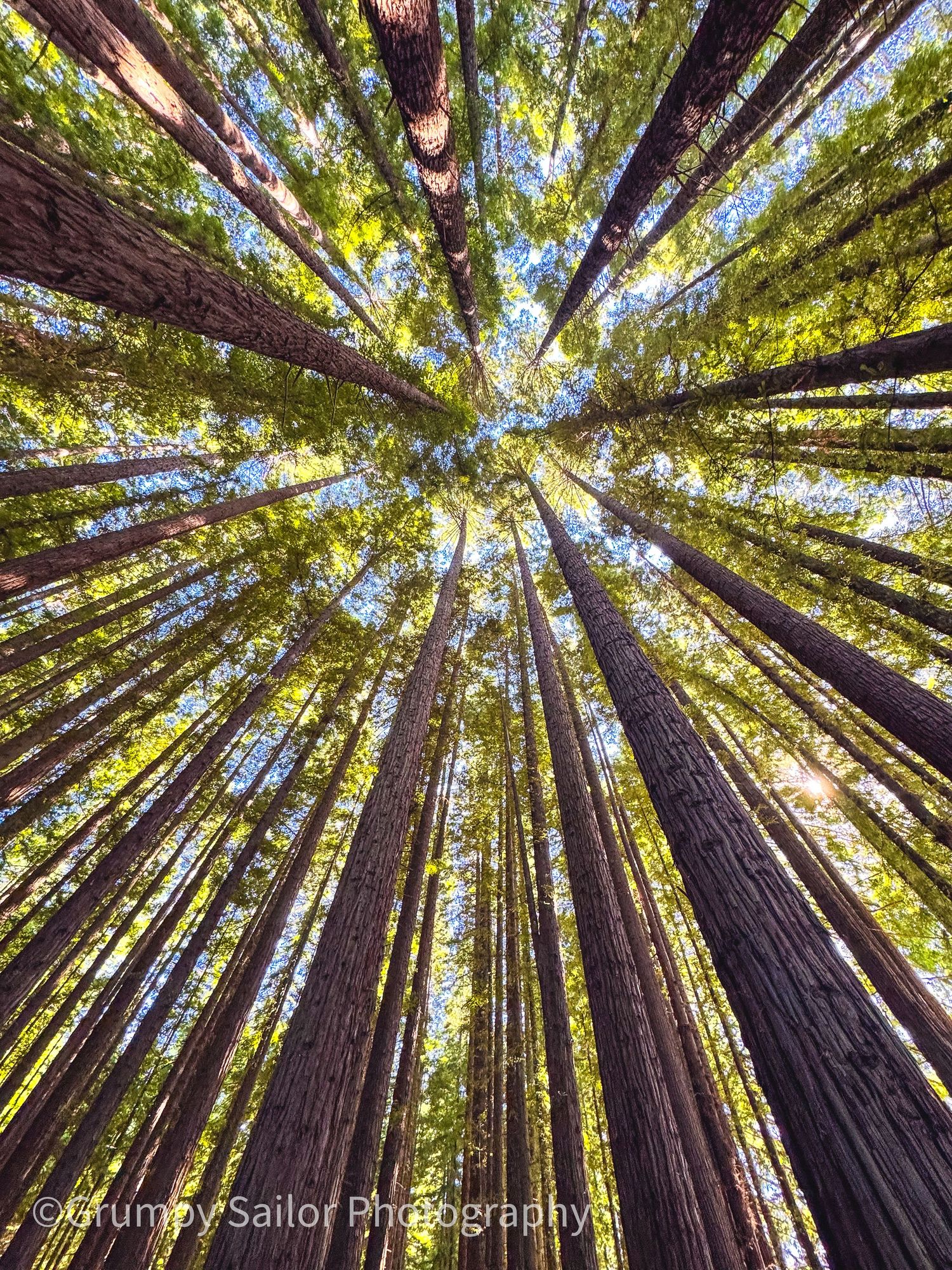 Looking up through towering redwood trees toward a bright blue sky in a forest grove.
