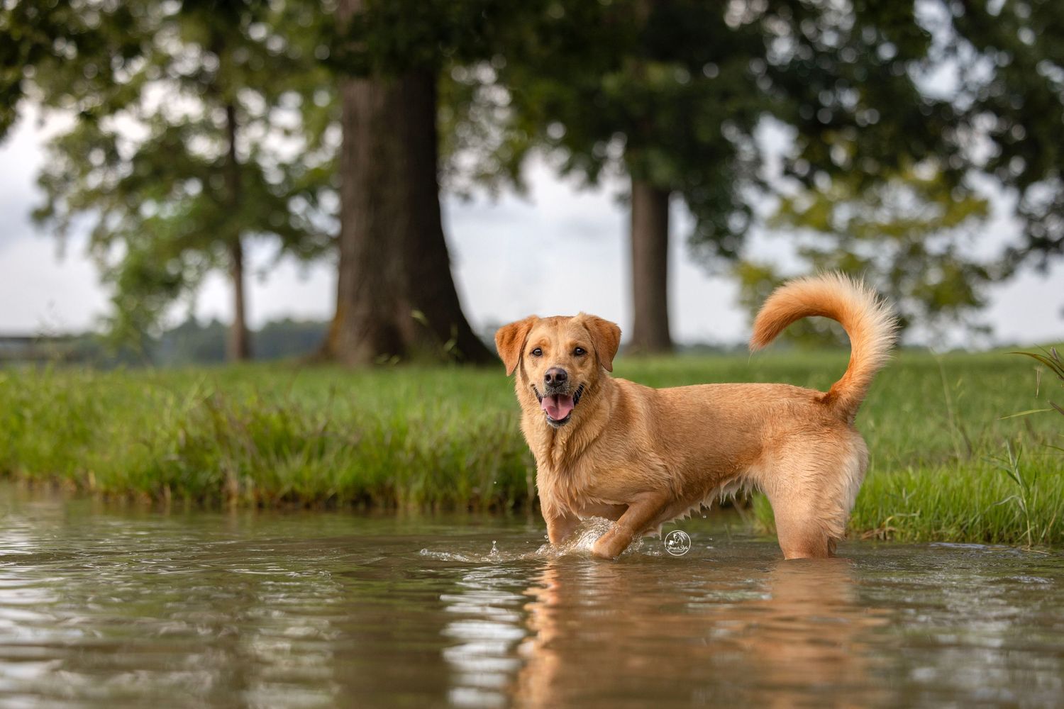 Golden Labrador dog standing in shallow water with tail raised, surrounded by lush green grass and trees.