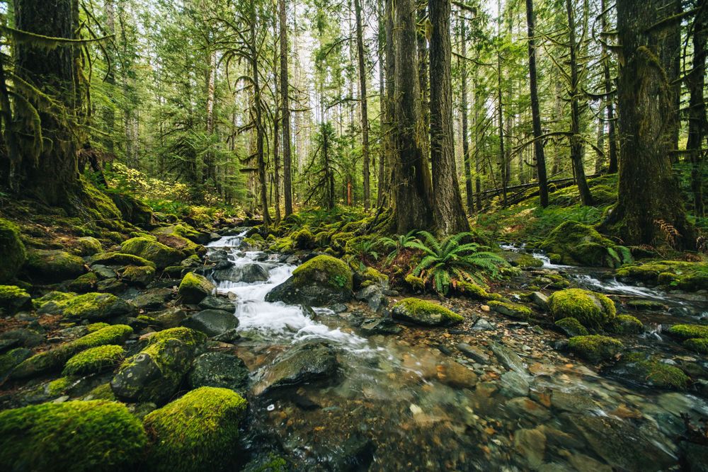 A rushing stream flows through a lush green forest with moss-covered rocks and ferns in the Pacific Northwest.