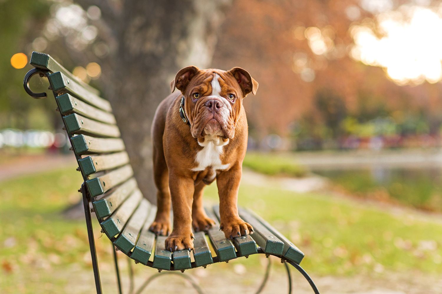 Australian bulldog standing on park bench at hyde park during golden hour in autumn for a pet photo session in perth