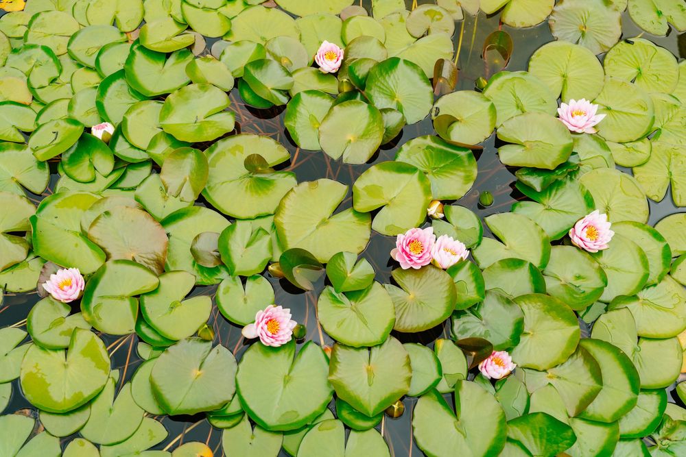 Pink water lilies blooming among green lily pads floating on a calm pond surface.
