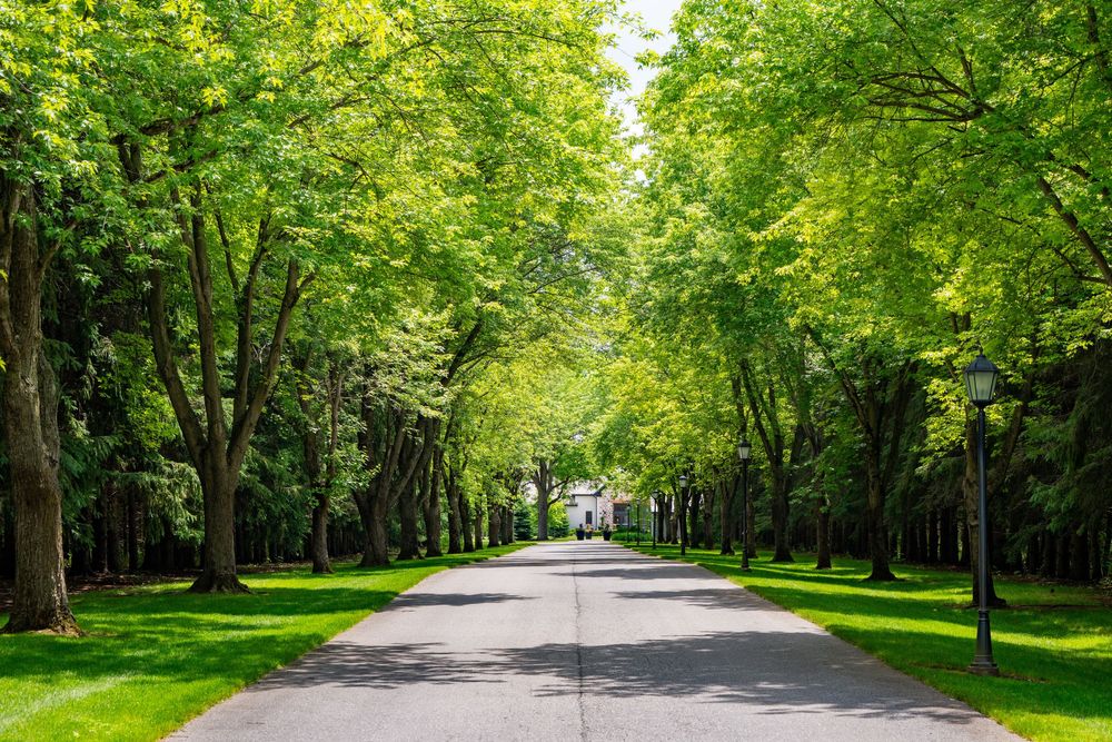 Tree-lined paved pathway with lush green canopy and manicured grass, leading to a distant building on a sunny day.