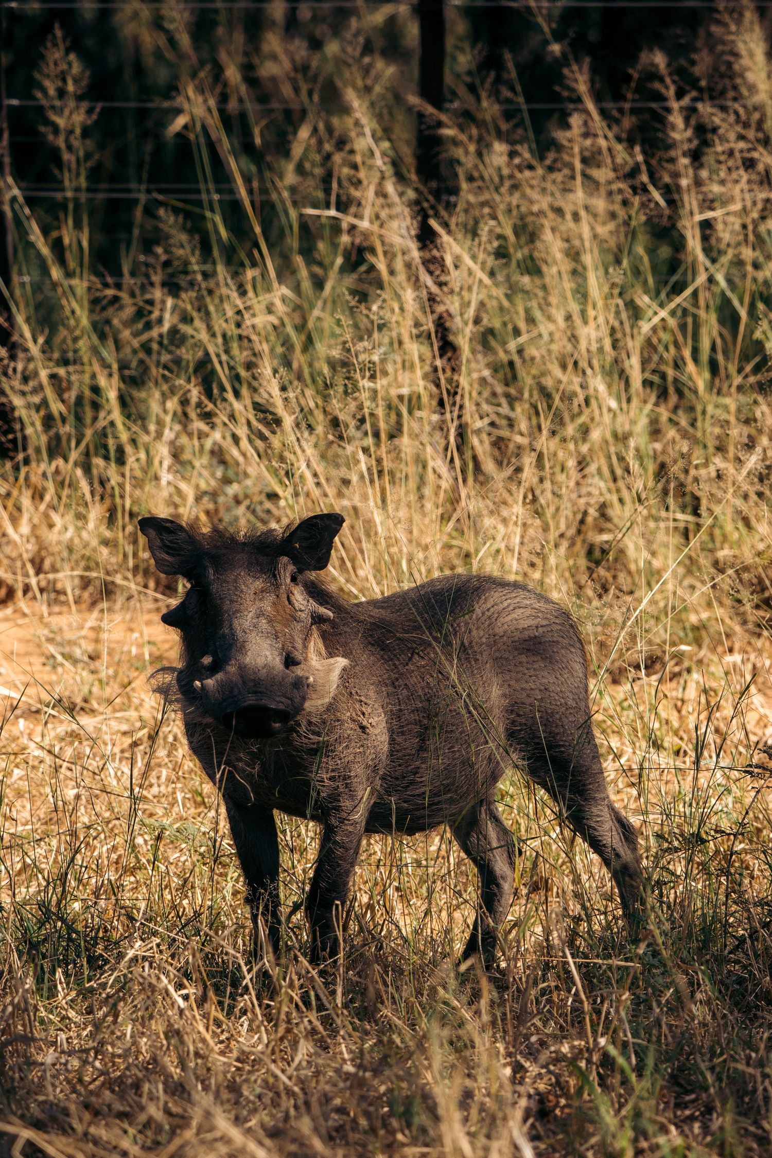 phacochère parc national de waterberg