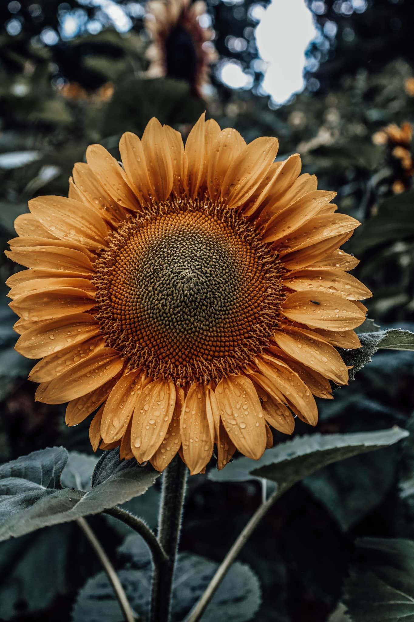 sunflower