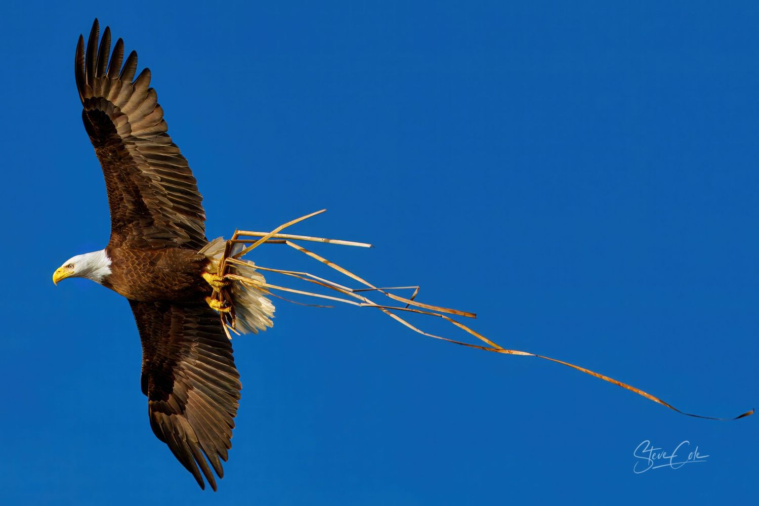 Bald eagle flying through a clear blue sky carrying nesting sticks in its talons, captured by Steve Cole Photography