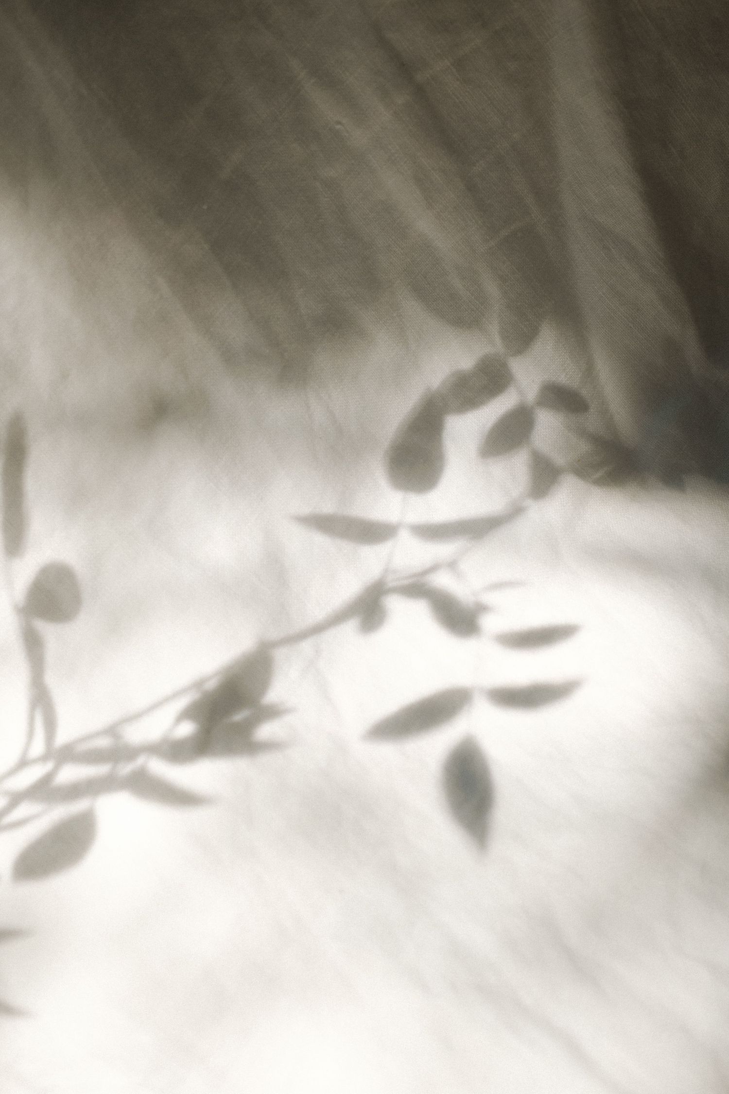 Soft shadows of delicate leaves and branches cast on a light fabric surface in a dreamy monochrome composition.