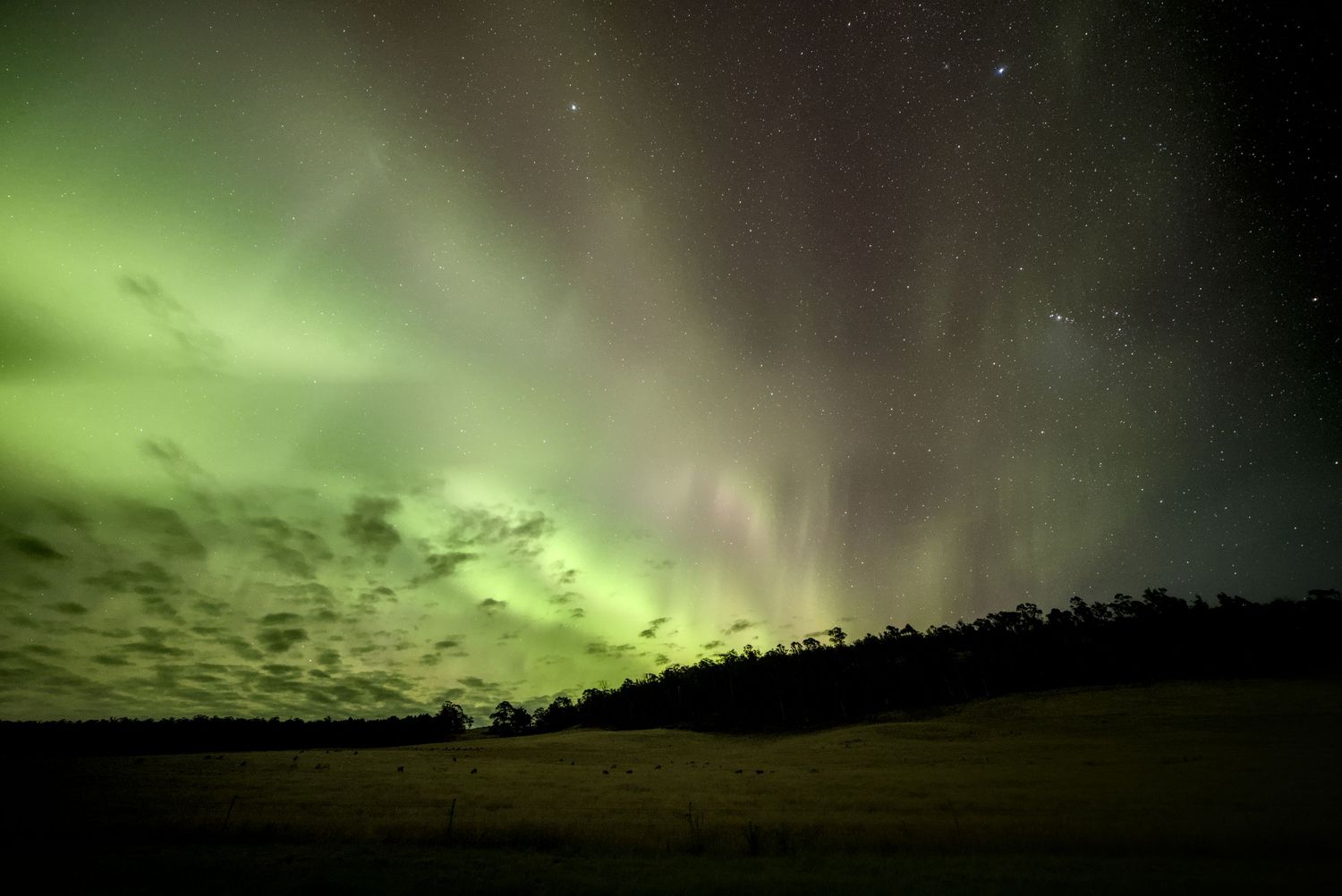 Vibrant green and purple aurora australis illuminating a starry night sky over a dark treeline.