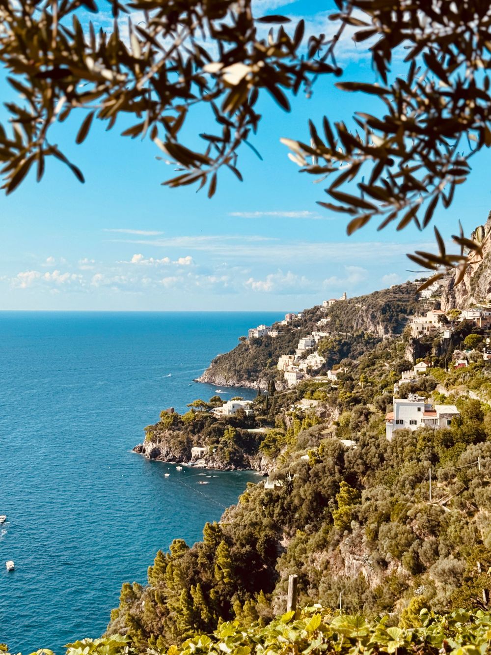 Scenic Amalfi Coast cliffside view framed by olive tree branches with turquoise Mediterranean waters.