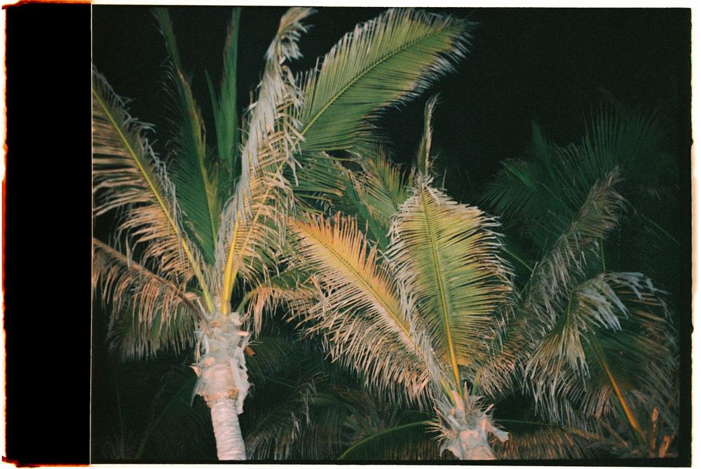 Night photo of tropical palm trees with illuminated green and yellow fronds against a dark sky.