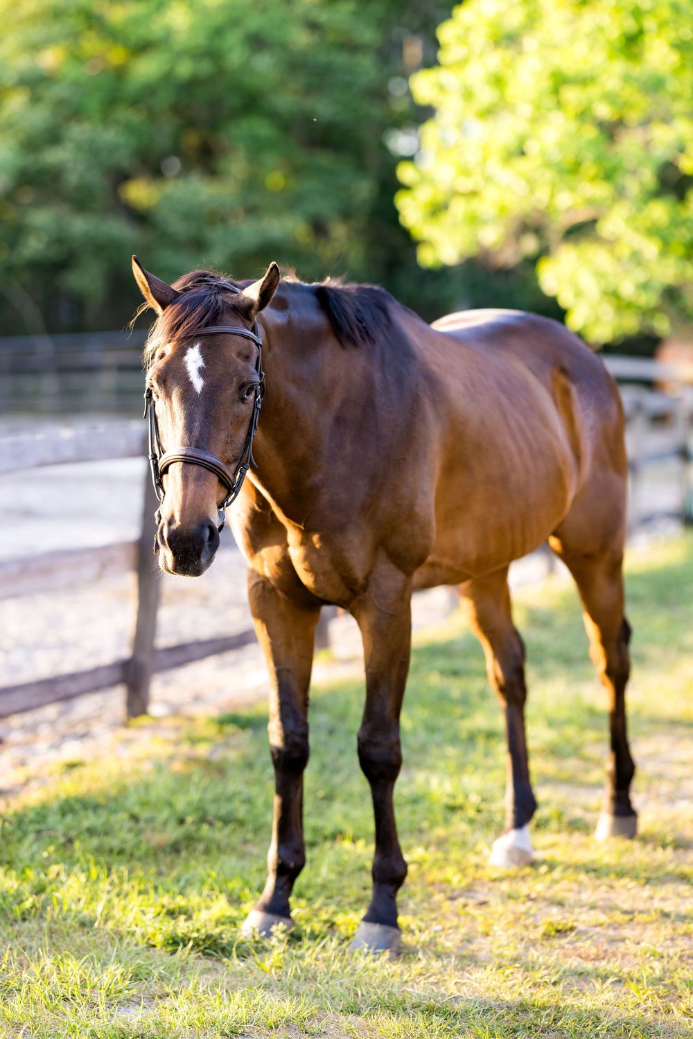 A glossy bay horse wearing a bridle stands in a sunlit paddock with green trees in the background.