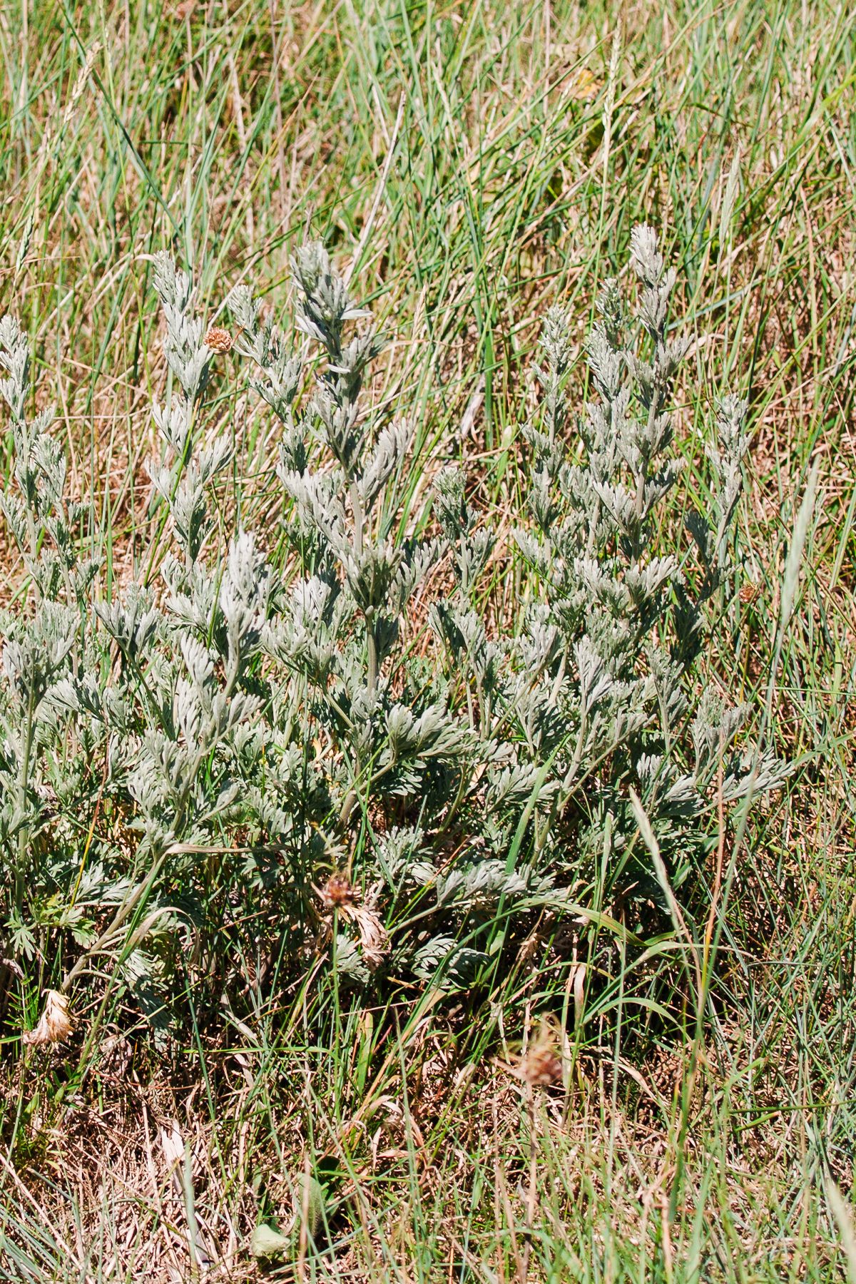 Silver-green wild sage plant growing among tall dry grasses in a natural meadow setting. Aldeburgh coast Olympus E-500.