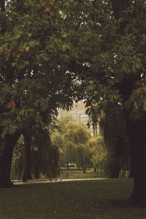 A serene park path framed by lush green trees with a weeping willow and building visible beyond.