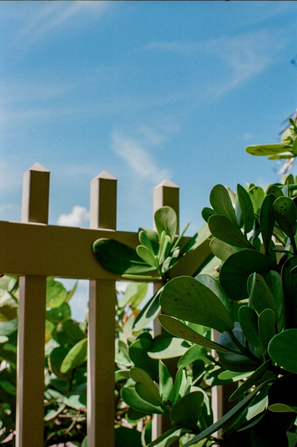Green leafy plants growing beside a beige wooden picket fence under a bright blue sky with wispy clouds.