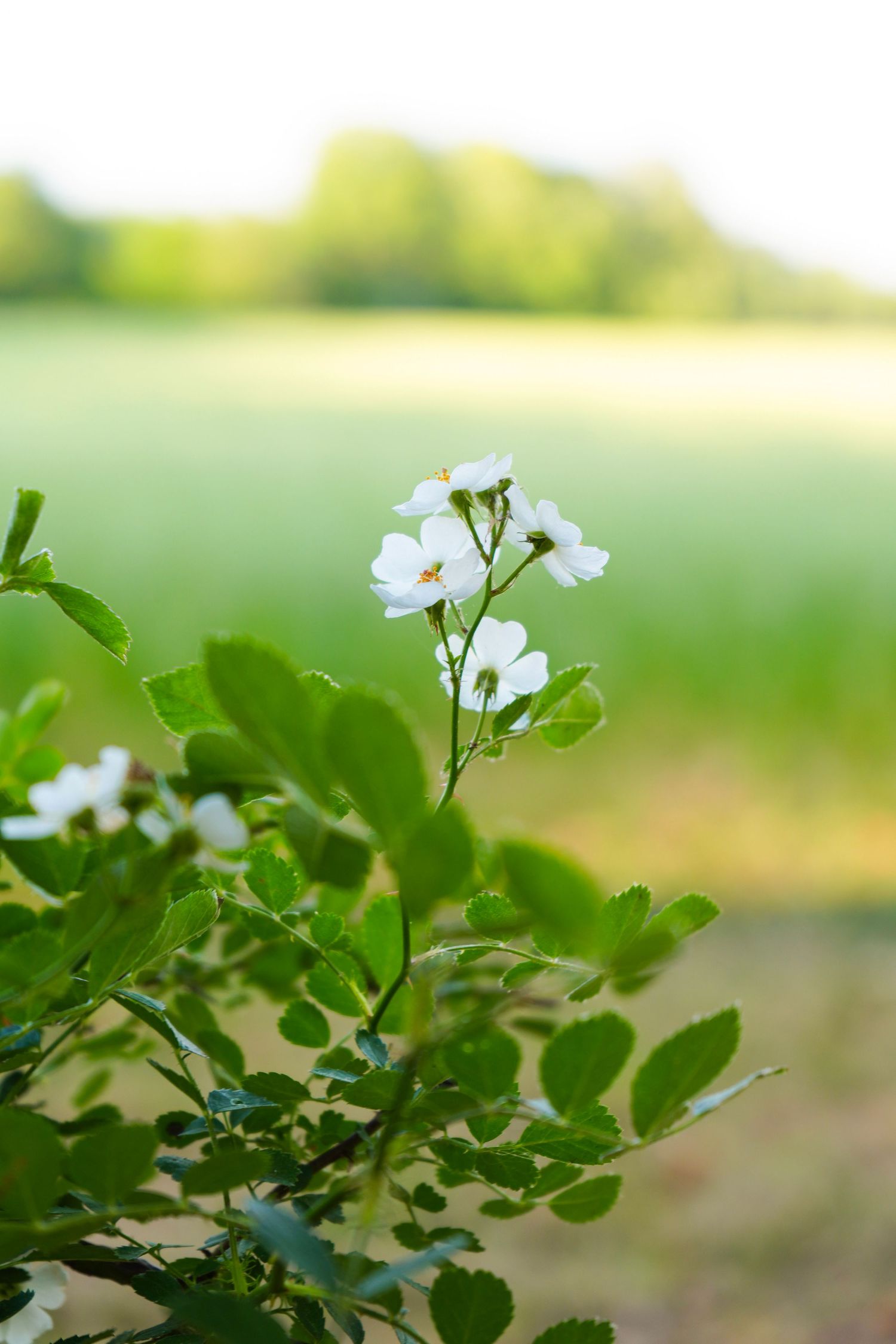 White wildflowers bloom on a green shrub with a blurred meadow and trees in the soft background.