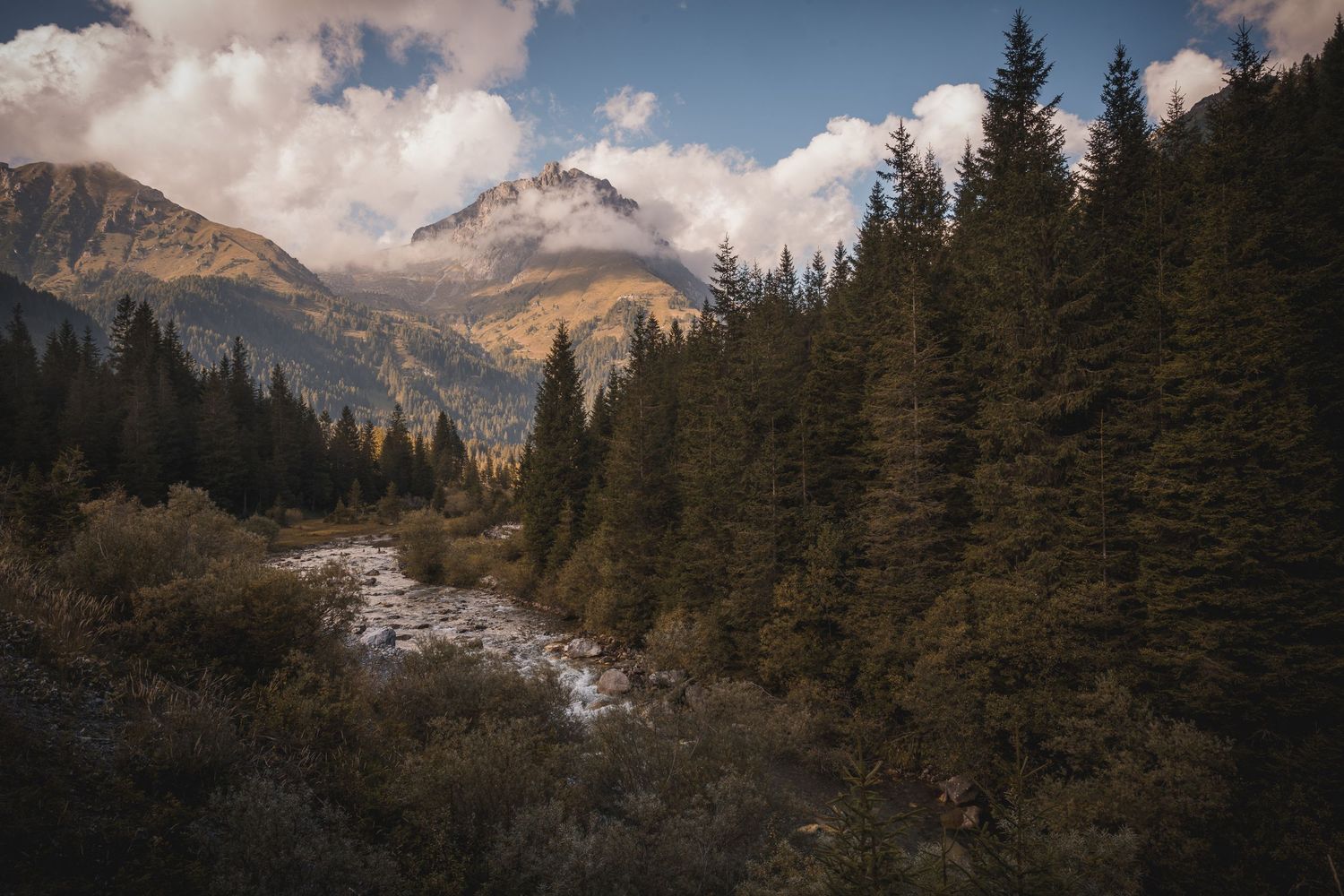 Vista panoramica di una valle alpina attraversata da un torrente, circondata da un bosco di pini e abeti con cime montuose sullo sfondo