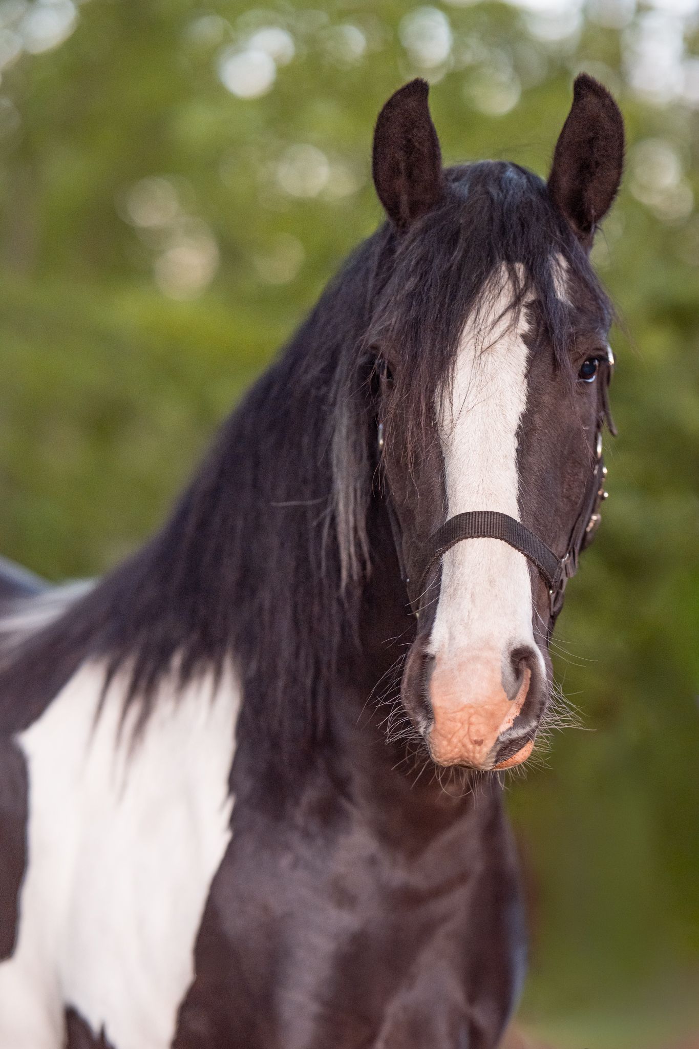 Close-up portrait of a black and white paint horse wearing a halter, with lush green trees in the background.