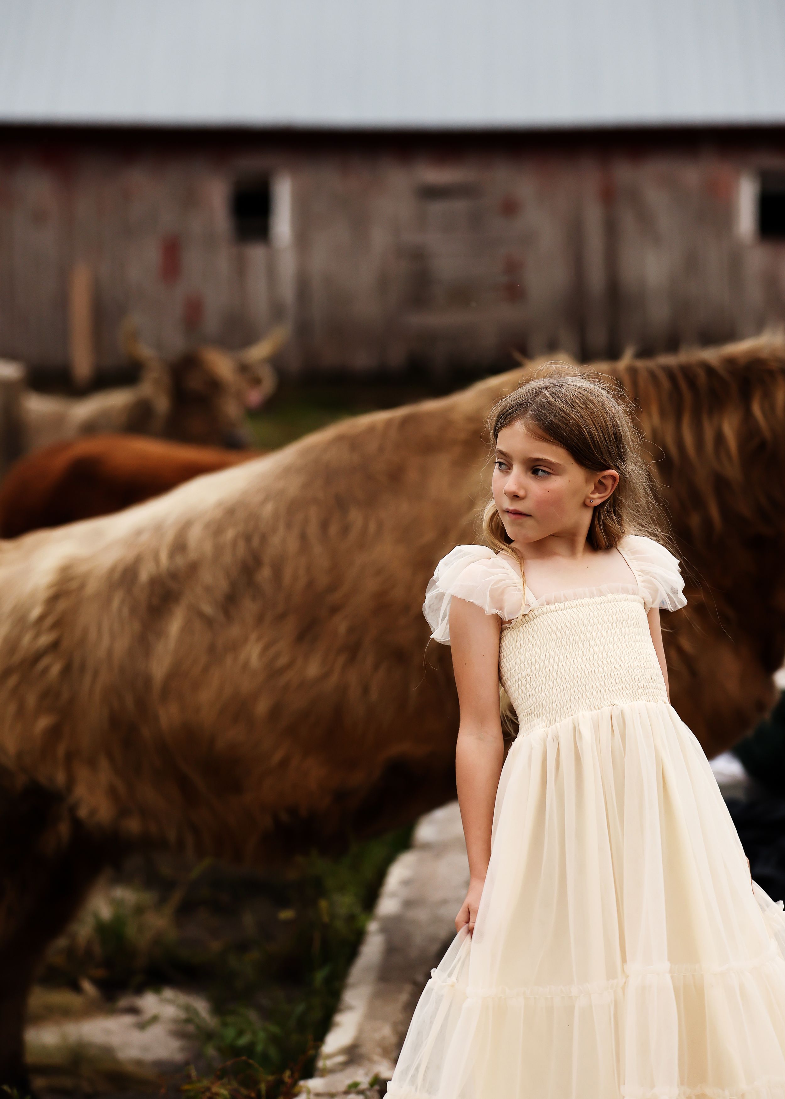 A young girl in a cream tulle dress stands near Highland cattle on a rustic farm.