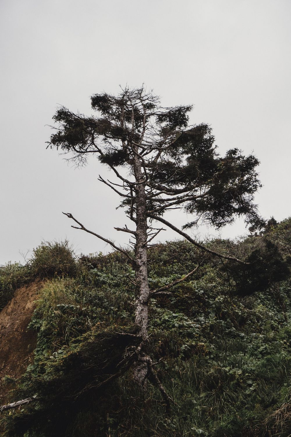 A lone windswept pine tree on a misty hillside covered in lush green shrubs against an overcast sky.