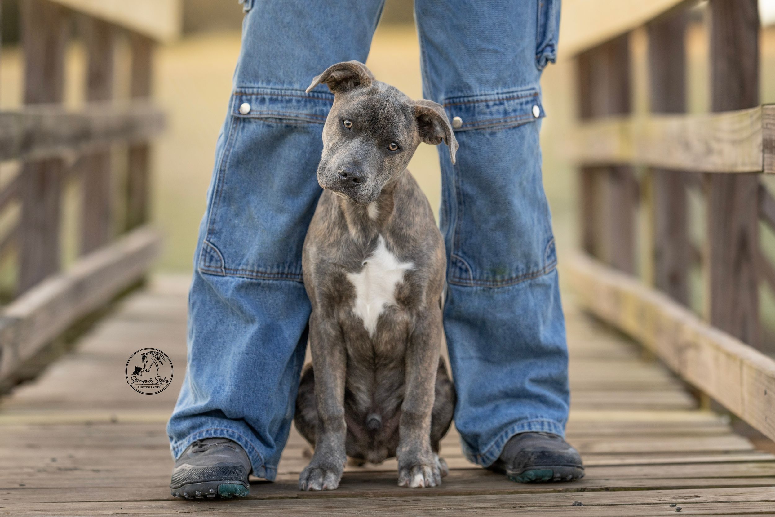 A gray and white pit bull puppy sits between a person's legs on a wooden bridge boardwalk.