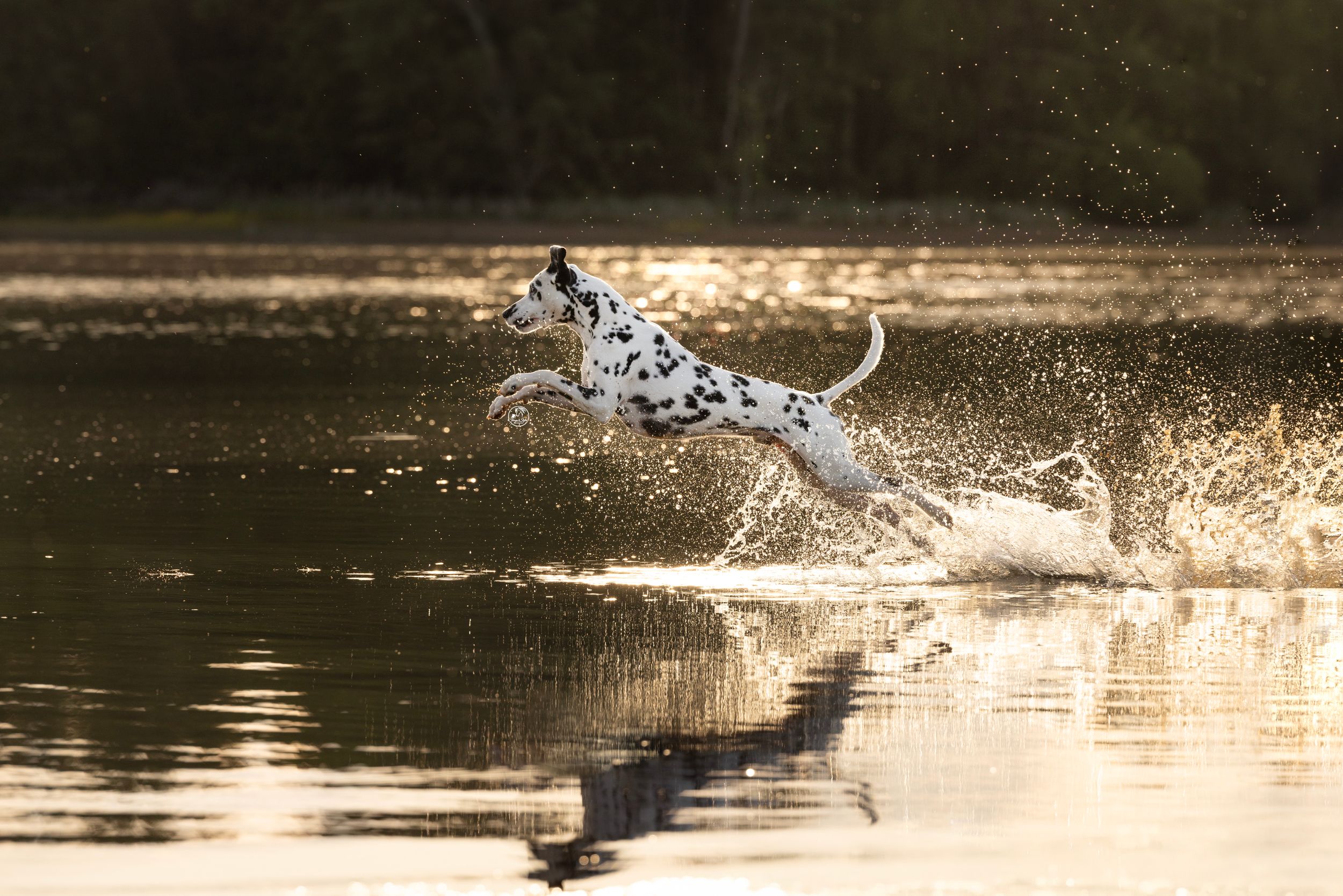 Dalmatian dog leaping through shallow water with golden sunlight reflections creating dramatic splashes in a serene lake.