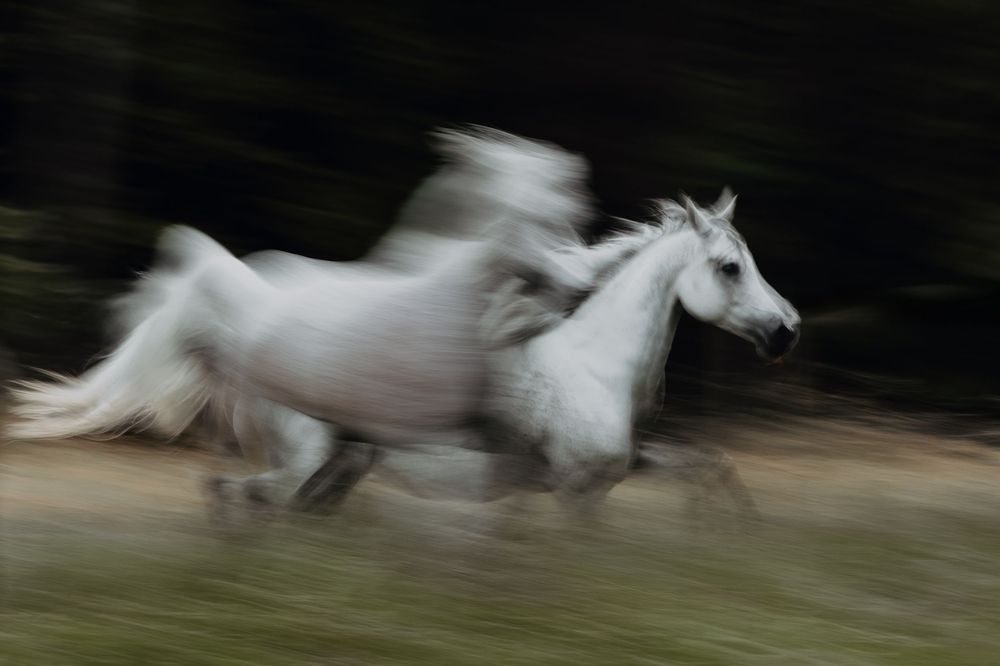 Two white horses galloping at speed with motion blur effect against dark background.