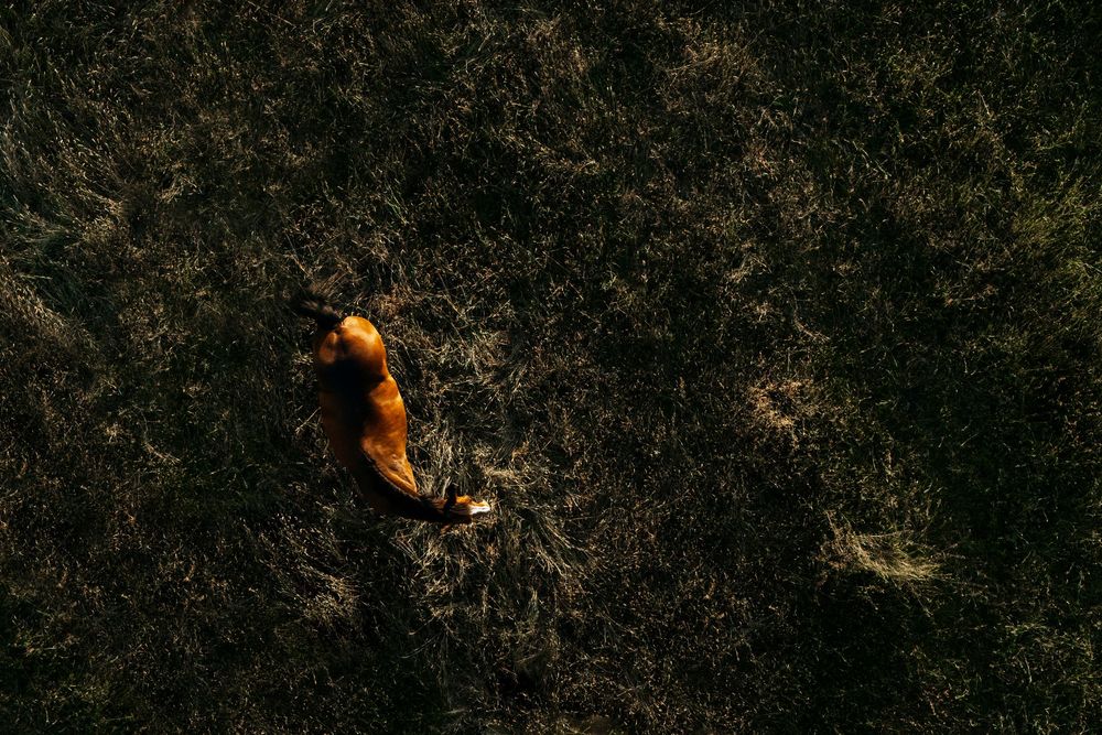An orange autumn leaf resting on dark green grass, viewed from above in natural light.