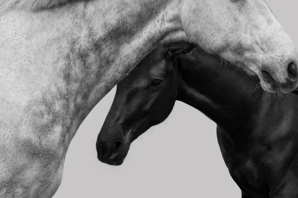 Black and white photo of a dark foal standing beside a dapple grey horse, showcasing their bond.