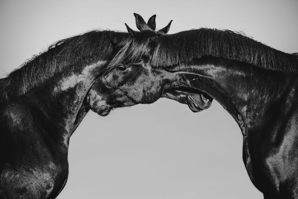 Two black horses facing each other in a striking black and white portrait, their heads touching in an elegant arch.