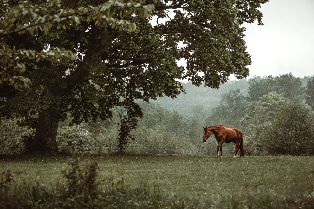 A lone chestnut horse stands peacefully in a lush green meadow beside a large oak tree on a misty day.