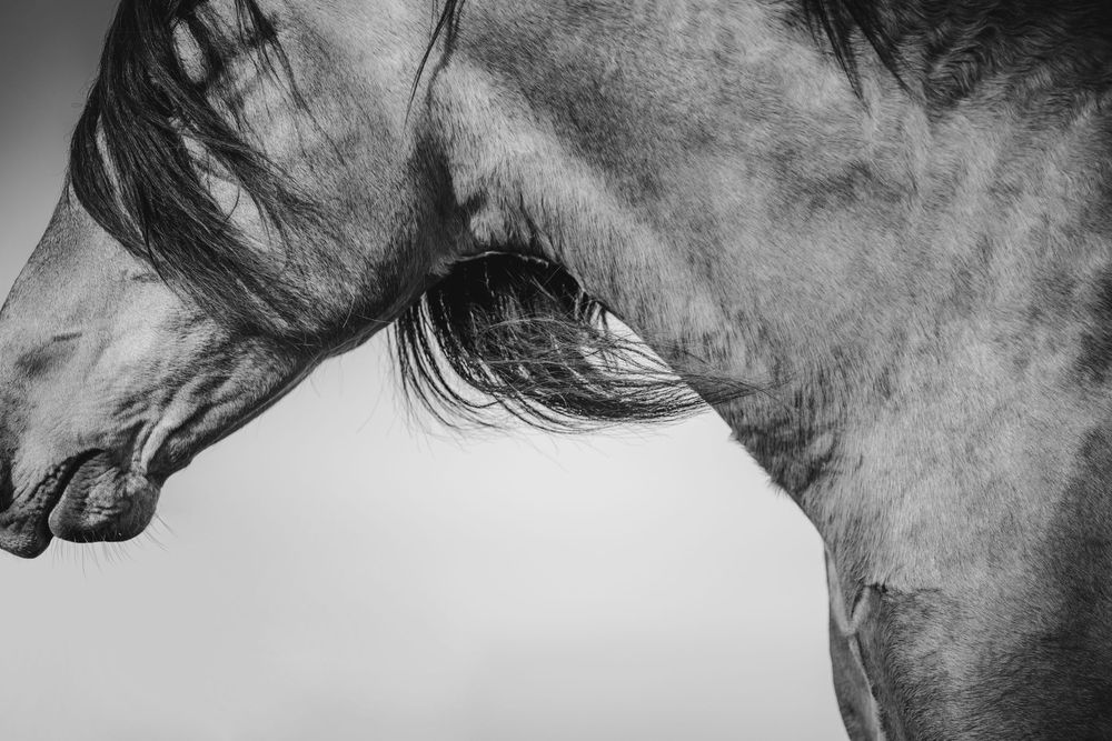 Black and white close-up photograph of a horse with flowing mane against a light gray sky.