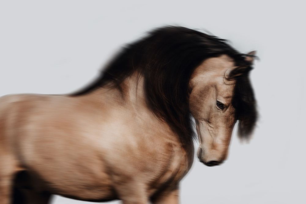 A brown horse with a flowing dark mane captured in motion blur against a light gray background.