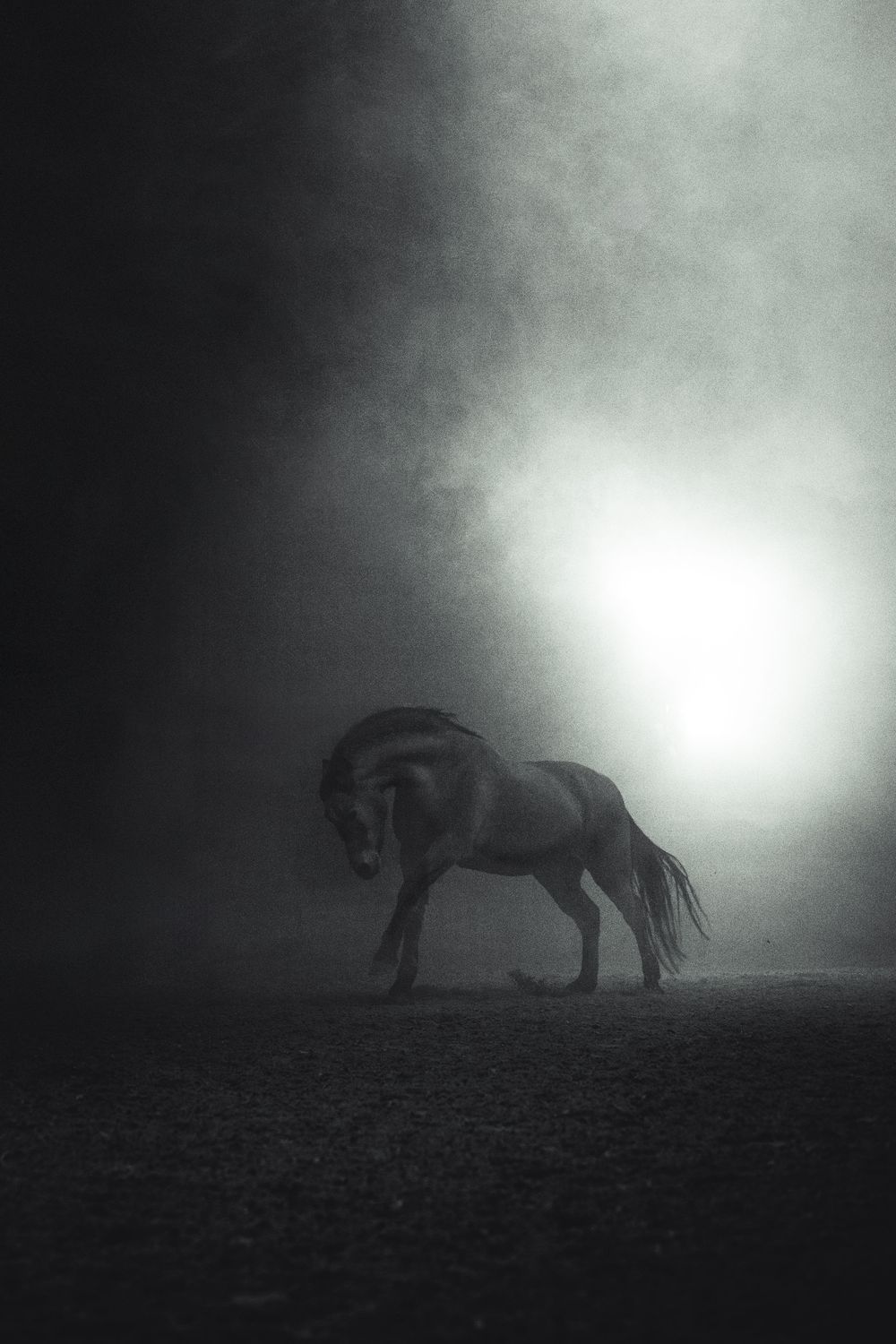 A dark horse stands dramatically in misty fog with a bright backlight in a moody black and white photo.