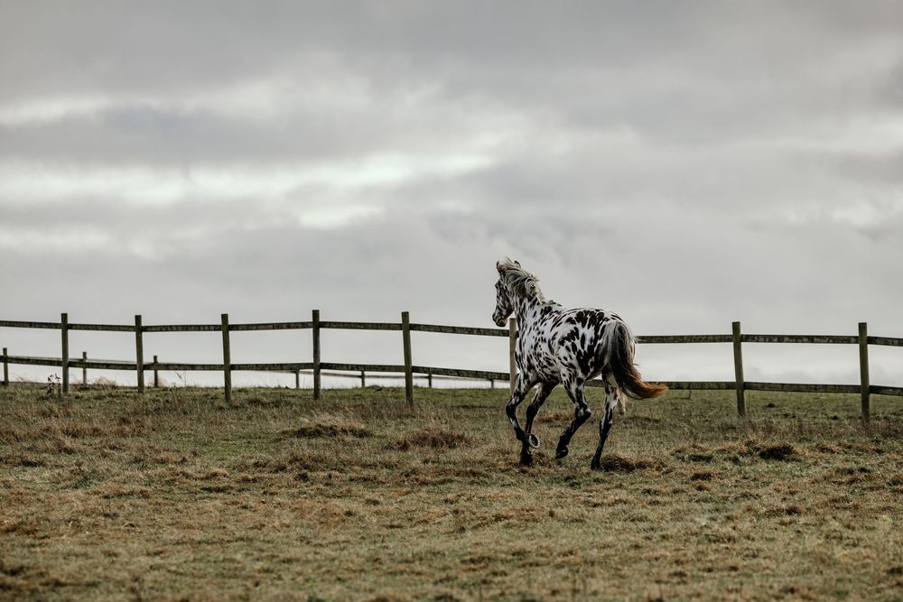 A spotted Appaloosa horse trots freely in a fenced paddock under a cloudy gray sky.