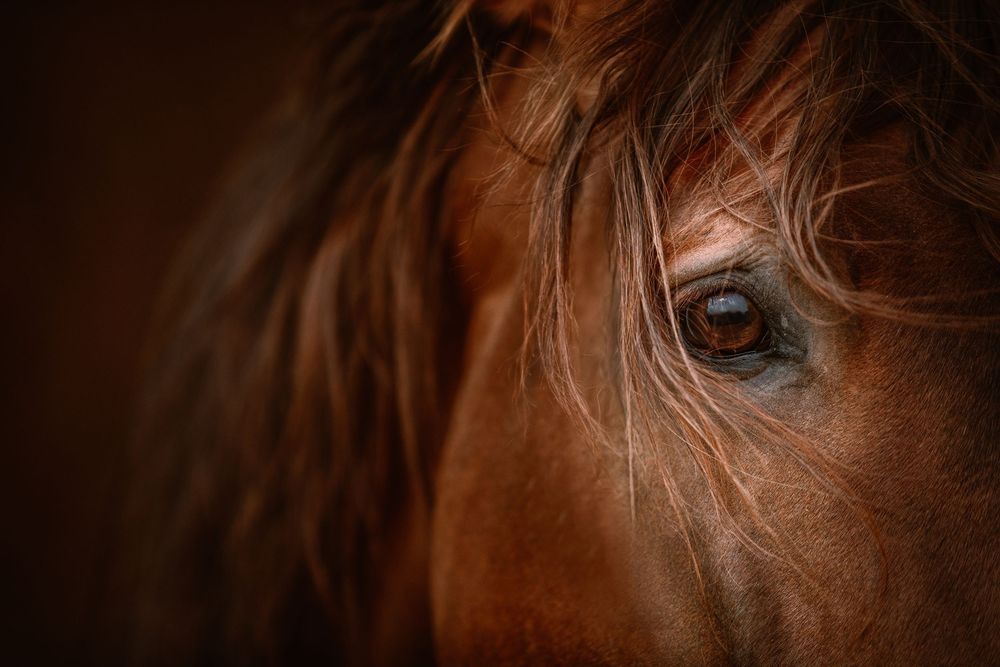 Close-up portrait of a chestnut horse eye framed by flowing brown mane against dark background.