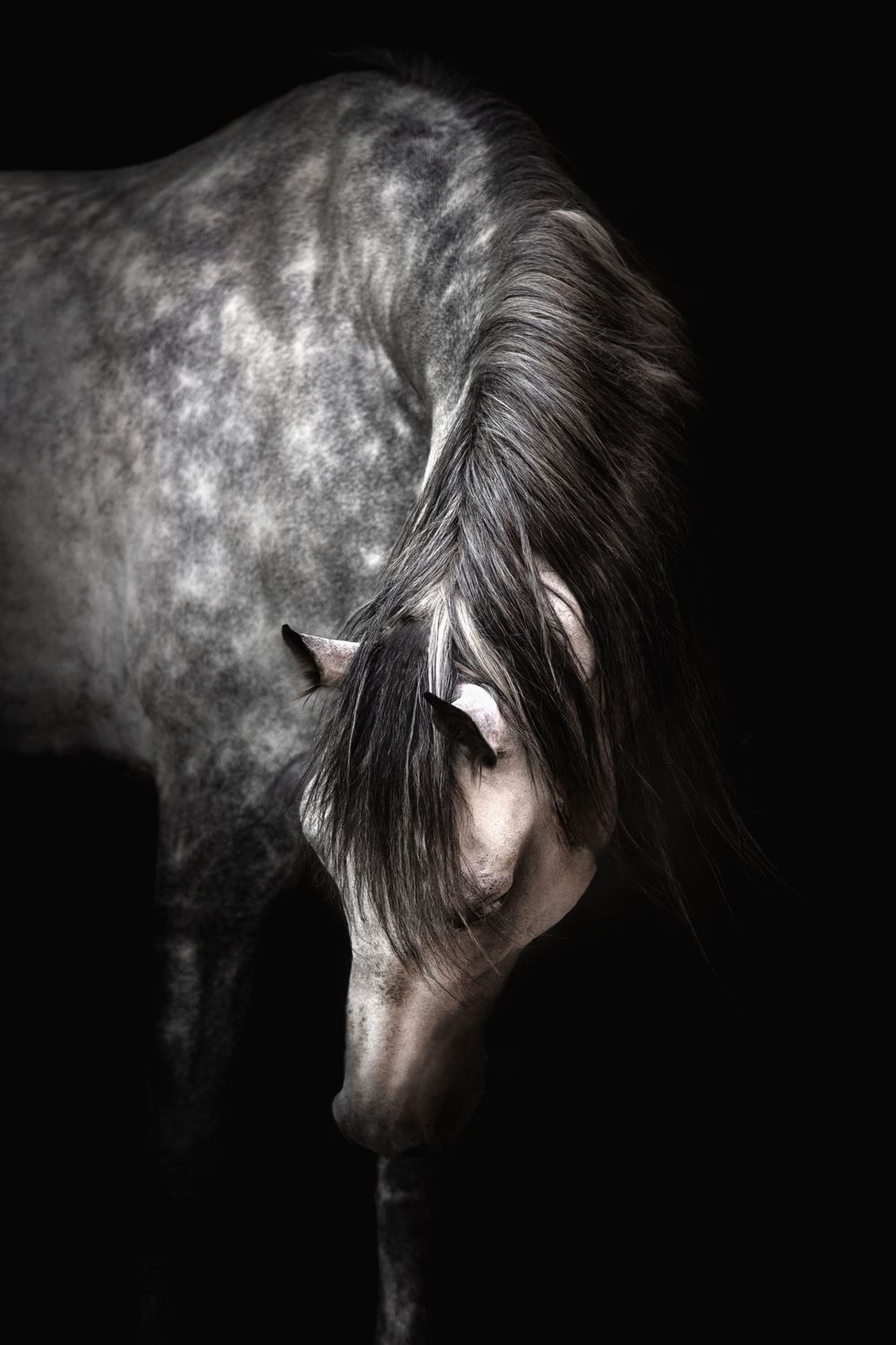Dramatic portrait of a dapple grey horse with flowing mane, head lowered against a dark black background.