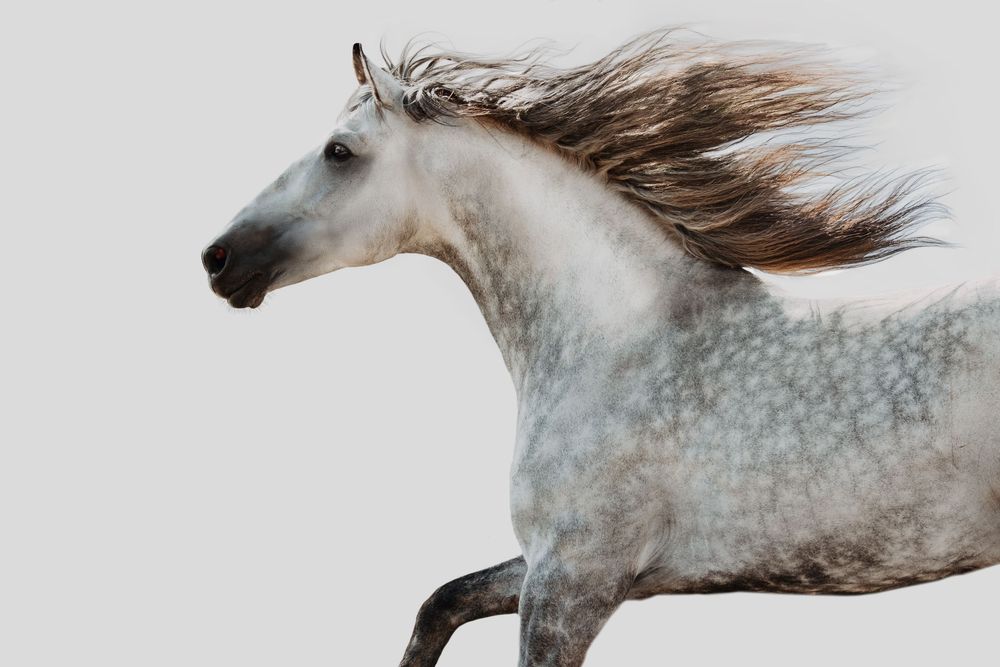 A majestic dapple grey horse gallops freely with its long mane flowing in the wind against a light grey background.