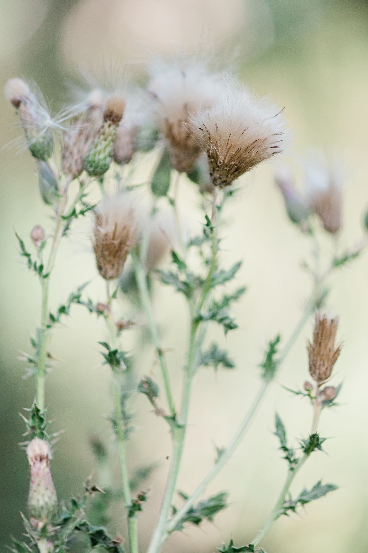 Close-up of wild creeping thistle plants with fluffy white seed heads and spiky green leaves against a soft blurred background.