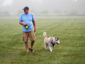 Man in blue shirt walks two Husky dogs on leashes across a misty green field.