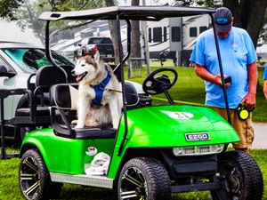 A Siberian Husky sits in a bright green golf cart while a man in a blue shirt stands nearby holding a leash outdoors.