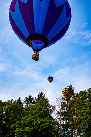 Colorful hot air balloons soaring above green treetops against a bright blue sky at a balloon festival.