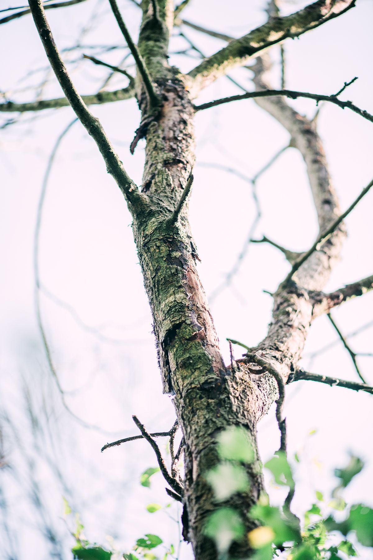 Close-up of a bare elm tree trunk with rough bark, branching against a bright sky with soft green leaves in foreground.