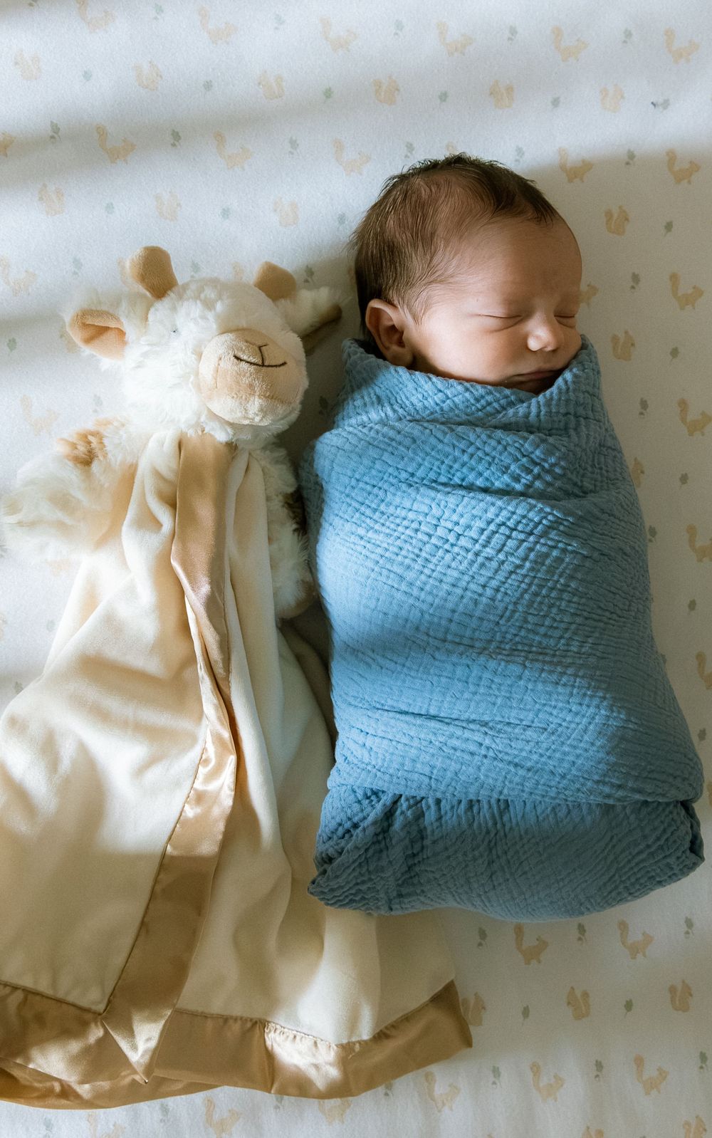 Newborn baby swaddled in blue muslin blanket sleeping beside a plush giraffe lovey on a white crib sheet.