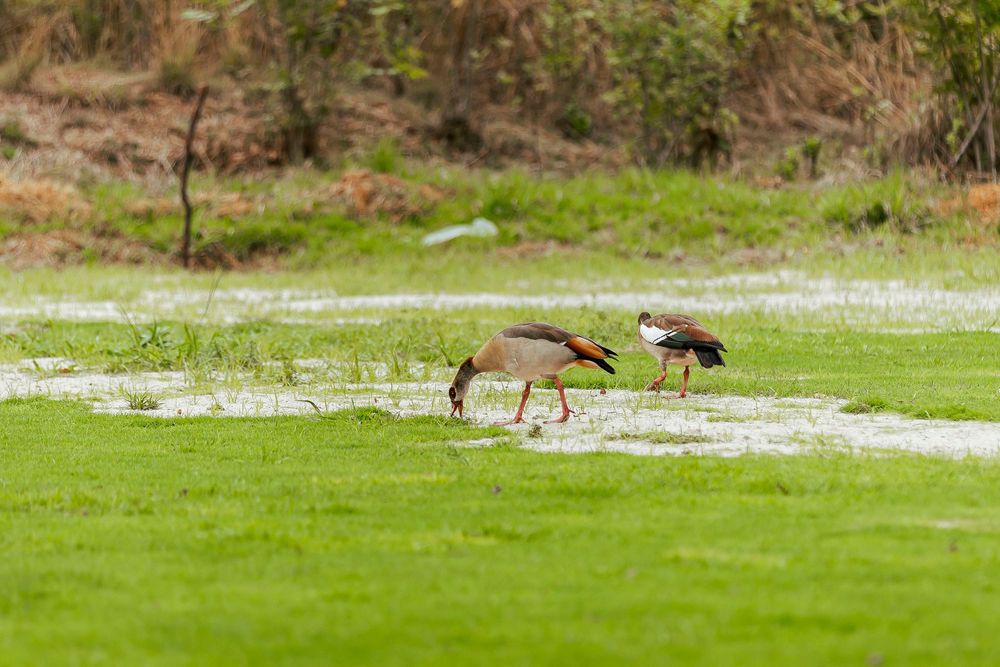 Two Egyptian geese with pink legs forage for food on a lush green wetland meadow dotted with shallow pools of water.