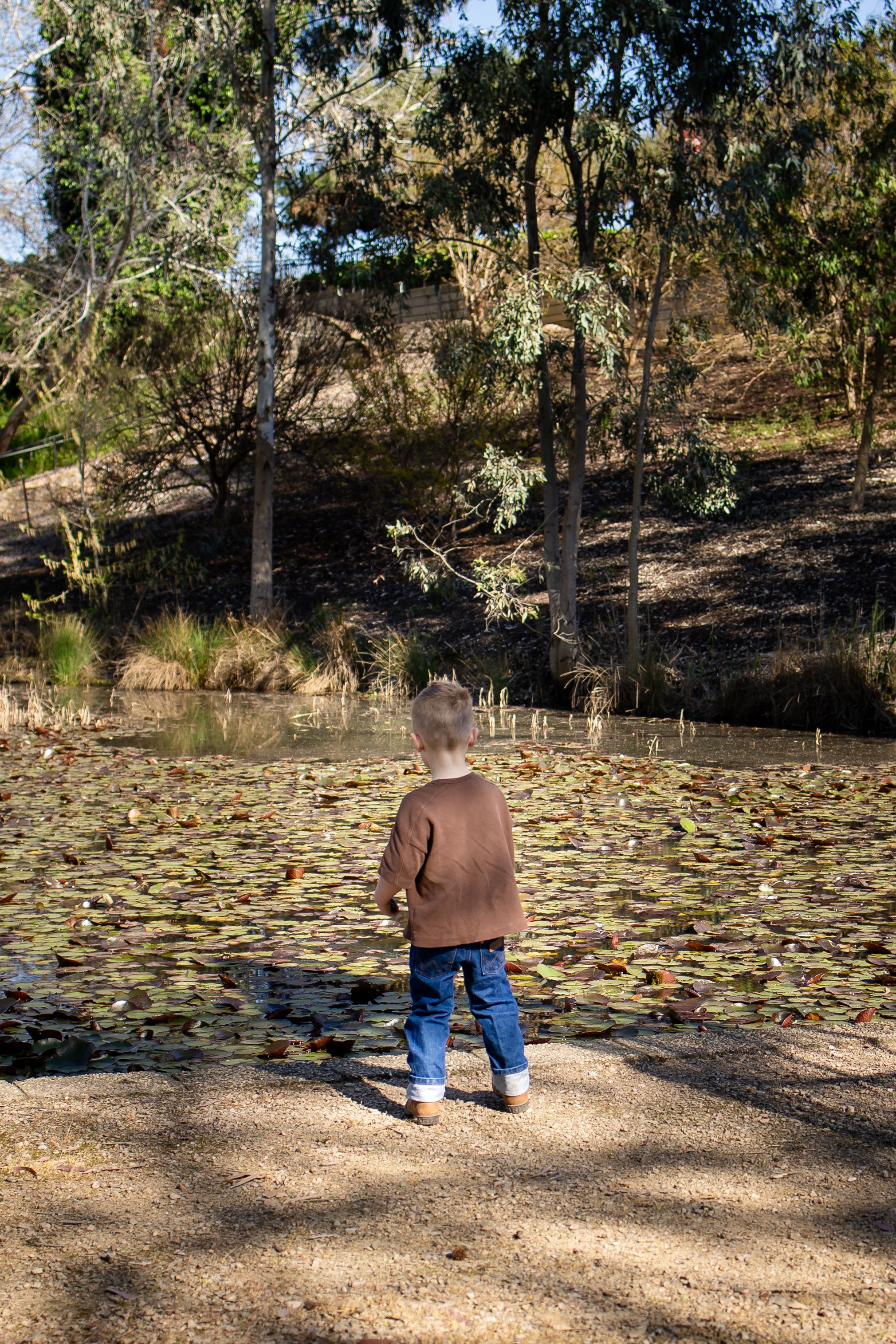 Young child in brown sweater and jeans standing by a lily pad pond in a sunlit park.