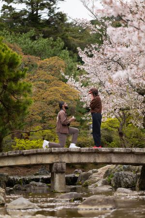 A romantic marriage proposal on a stone bridge surrounded by blooming cherry blossom trees in a Japanese garden.